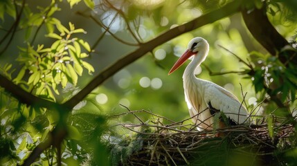Fototapeta premium A white stork perched in its nest