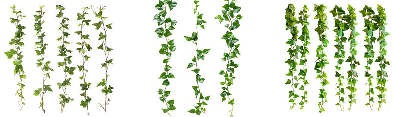 creeper and climber plants cutout isolated on transparent background