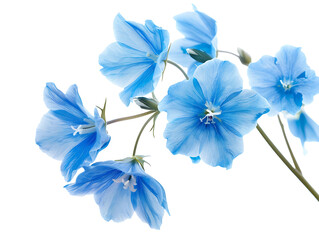 png blue flowers cutout isolated on transparent background
