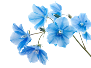 png blue flowers cutout isolated on transparent background
