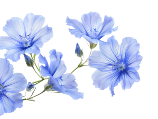 png blue flowers cutout isolated on transparent background