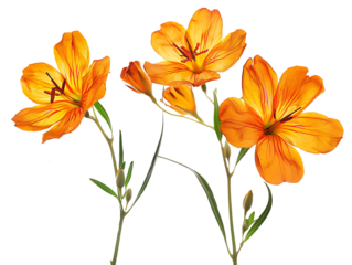 orange flowers cutout isolated on transparent background