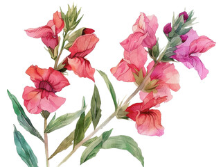 Watercolor painting of vibrant red and pink flowers with green leaves, isolated on a white background.