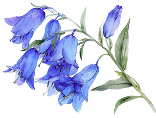 A beautiful watercolor illustration of a bluebell flower with vibrant blue petals and green leaves, perfect for botanical art projects. © ชลธิชา สว่างวงค์