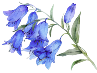 A beautiful watercolor illustration of a bluebell flower with vibrant blue petals and green leaves, perfect for botanical art projects.