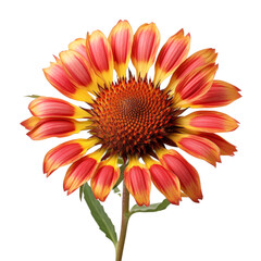 Blanket Flower Flowers Isolated on Transparent Background, Png, Cut Out.