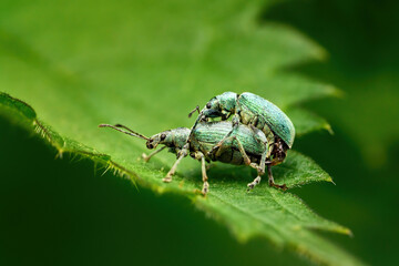 Silberner Grünrüssler (Phyllobius argentatus) Paarung auf einem grünen Blatt -...