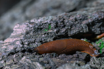 slime animal macro photography wildlife stone texture outdoor view