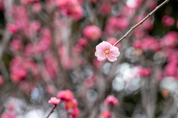 春の訪れを告げる梅の花
