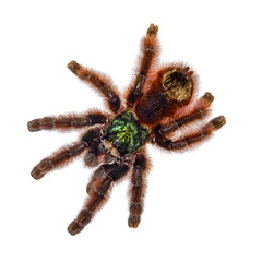 Colorful Caribena Versicolor aka Antilles pinktoe tarantula. Top view, isolated on white background.