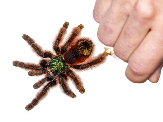 Colorful Caribena Versicolor aka Antilles pinktoe tarantula. Top view, isolated on white background. With human hand, handling the spider with a soft brush.
