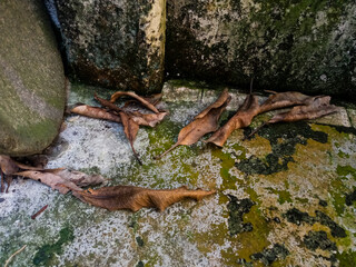 Dry leaves falling from the trees onto the road