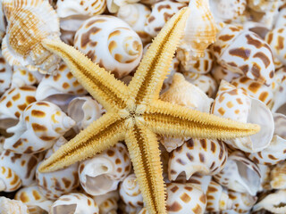 Starfish dried in seashell war, sea dweller, souvenir, decoration, gift shop, recreation, tourism