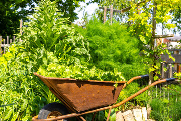 Beautiful plentyful green herb garden on sunny summer day