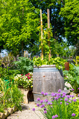 Beautiful plentyful green herb garden on sunny summer day