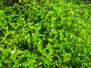 Little wild white flowers growing in the garden