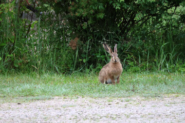 un lièvre à l arrêt