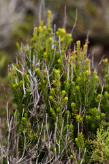 shrul Pine like plant green with yellow tips growing in Menorca