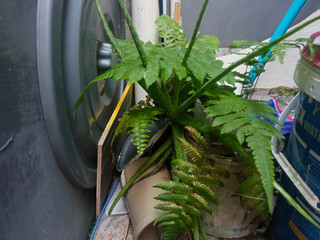 Wild greenery and aloe vera plants growing neglected behind the house