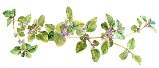Obraz premium Watercolor illustration of oregano herbs with green leaves and purple flowers, perfect for culinary, botanical, or nature-themed designs.