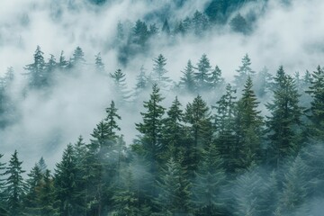 Misty forest landscape with pine trees and fog