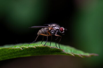 Macro close-up of insect with detailed texture and sharp focus &ndash; extreme magnification of bug in natural light showing wings, eyes and body structure