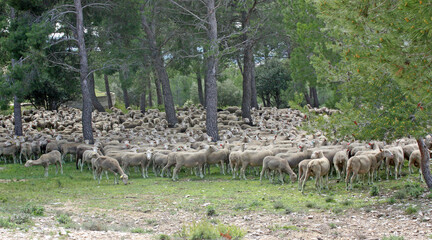 Obraz premium Troupeau de moutons dans la colline