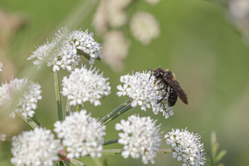 Black bee on white flowers