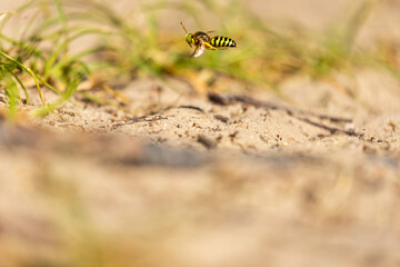 Kreiselwespe (Bembix rostrata ) fliegt 