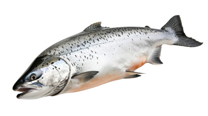 Salmon fish on a transparent background