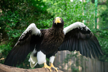 An eagle spread its wings, a bird of prey