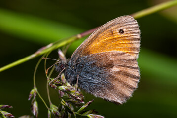 Macro close-up of insect with detailed texture and sharp focus &ndash; extreme magnification of bug in natural light showing wings, eyes and body structure