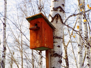 Beautiful natural wooden birdhouse on birch tree & sky background. Single birdhouse of birch wood log, sunny winter / autumn day. Brown food birdhouse forest scene. Animal life care welcome home theme