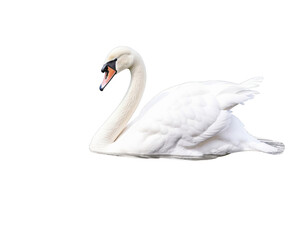 Graceful white swan gliding over water, isolated on transparent background. Perfect for nature or wildlife themes.