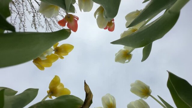 Tulips grow in a flowerbed in spring, bottom to down up. Tulips are spring-blooming perennial herbaceous bulbiferous geophytes in the Tulipa genus. 