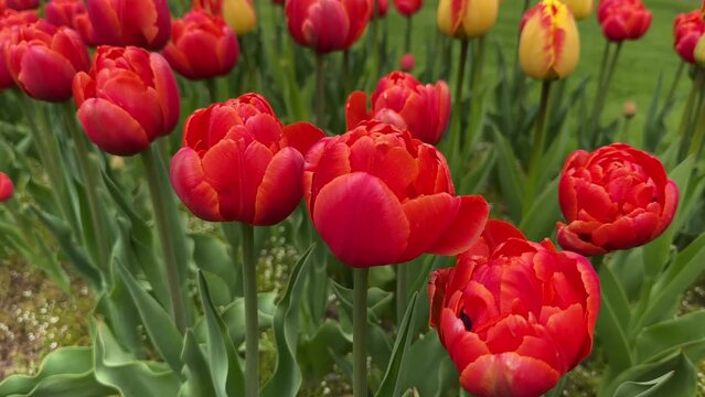 Tulips grow in a flowerbed in spring, bottom. Tulips are spring-blooming perennial herbaceous bulbiferous geophytes in the Tulipa genus. 