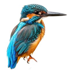 Fototapeta premium Kingfisher isolated on white background 