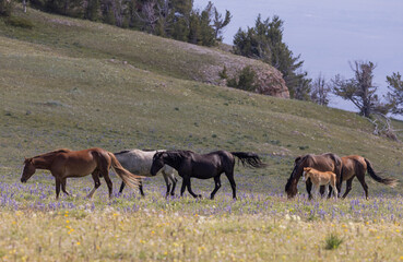Wild Horses in the Pryor Mountains Montana in Summer