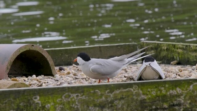 Common Tern on a Nest Platform