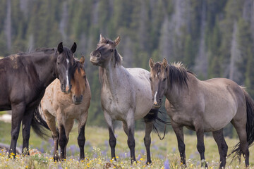 Fototapeta premium Wild Horses in the Pryor Mountains Montana in Summer