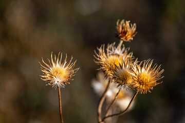 flower of a thistle