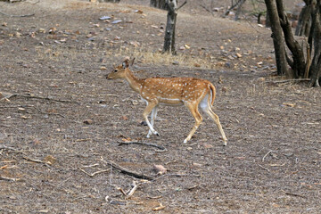 Chital Deer in Ranthambore National Park, India