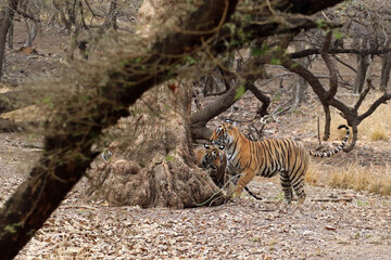 Bengal tigress with cub in Ranthambore National Park, India