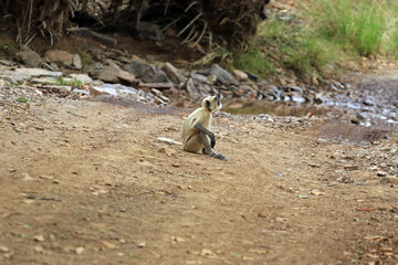 Obraz premium Gray langur in Ranthambore National Park