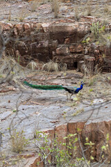 Indian peacock in Ranthambore National Park, India