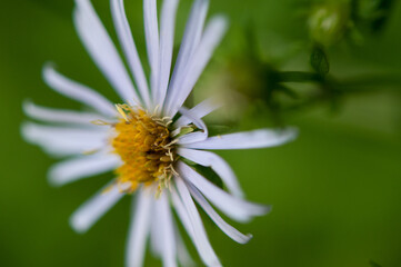 New York Aster close up viewed from the side