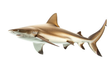 Obraz premium High-quality image of a shark isolated on a transparent background. showcasing its sleek body and fins in detailed clarity.