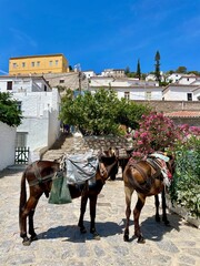 horse on the street in greece 