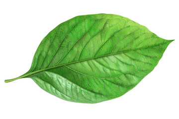 Obraz premium High-resolution image of a vibrant green leaf with detailed texture. Ideal for botanical, nature, and environmental-themed projects.