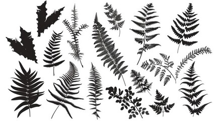 A collection of different leaf types arranged on a white background for easy comparison